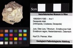 Foto (Objket + Etiketten) von Pithonoton marginatum (von Meyer, 1842) 